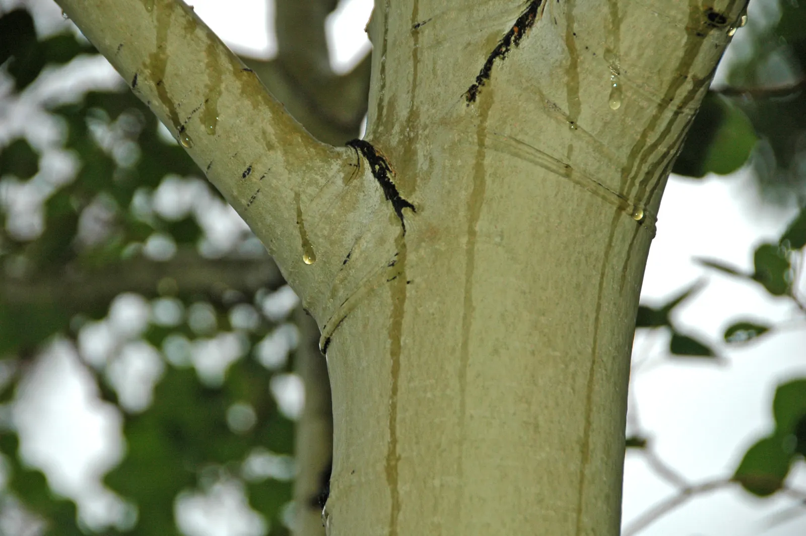 Quaking Aspen (Populus Tremuloides) — The Quaking Aspen (Populus tremuloides) is a deciduous tree native to cooler climates of North America
