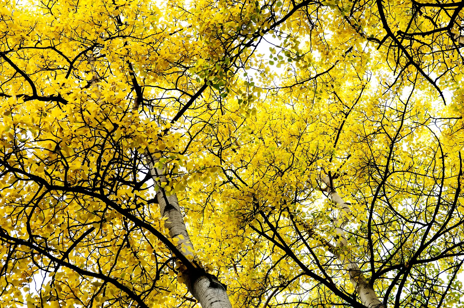 Quaking Aspen (Populus Tremuloides) — making it an ideal choice for creating visual interest in spacious landscapes.<br><br>Its leaves; creating a soothing