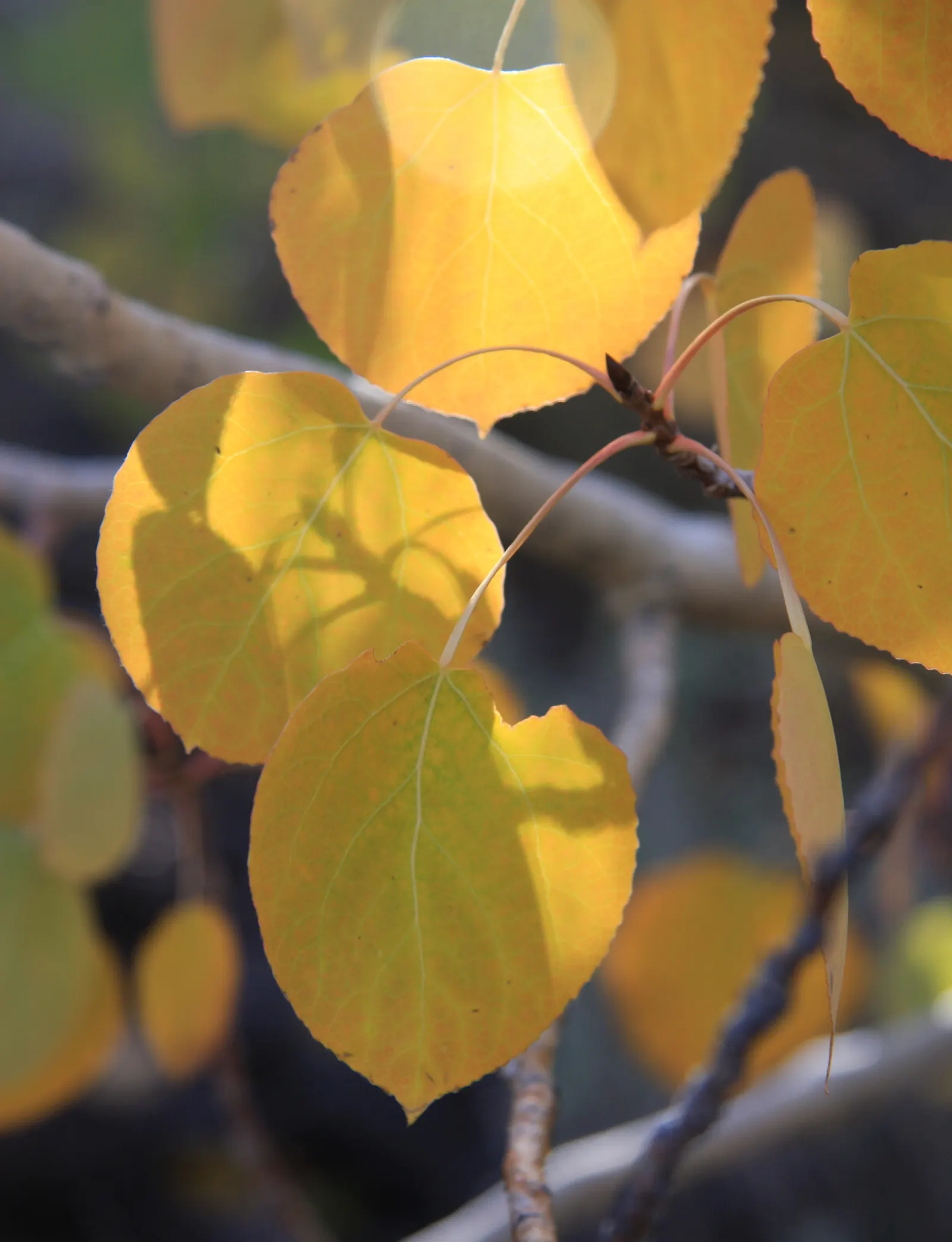 Quaking Aspen (Populus Tremuloides) — especially during winter months when the foliage has dropped