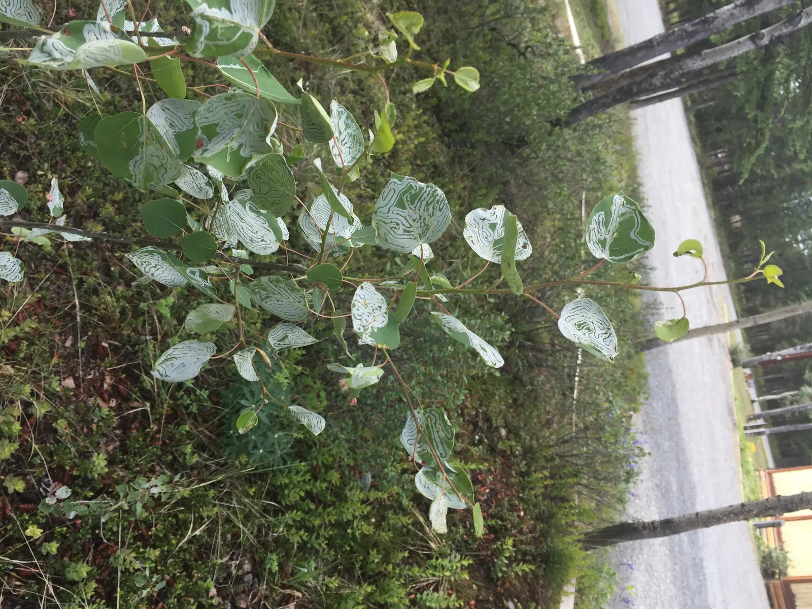 Quaking Aspen (Populus Tremuloides) — and may spread through its root system; supporting various wildlife with its foliage and seeds