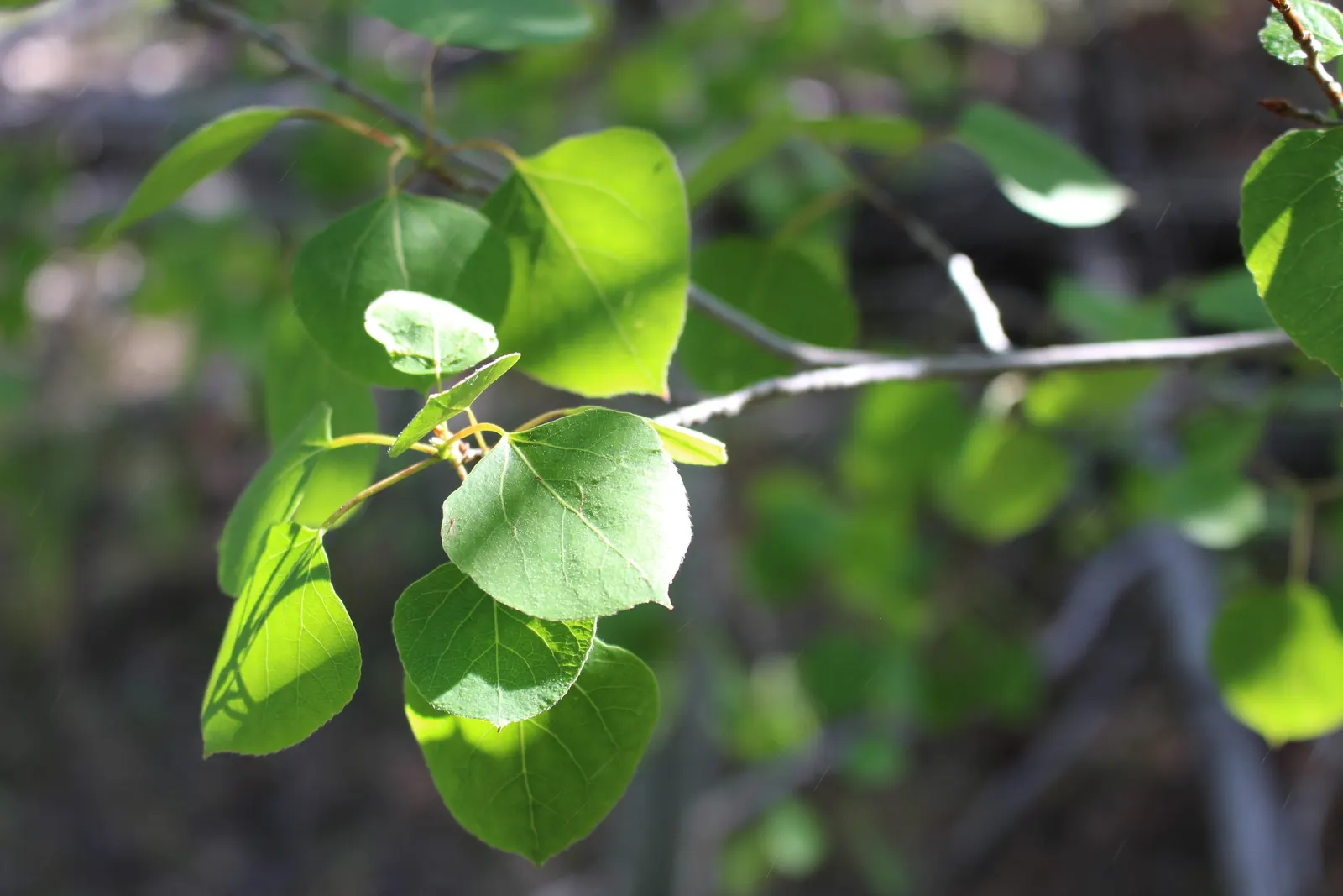 Quaking Aspen (Populus Tremuloides) — It is also noteworthy that this species is relatively short-lived; are nearly round with finely serrated edges