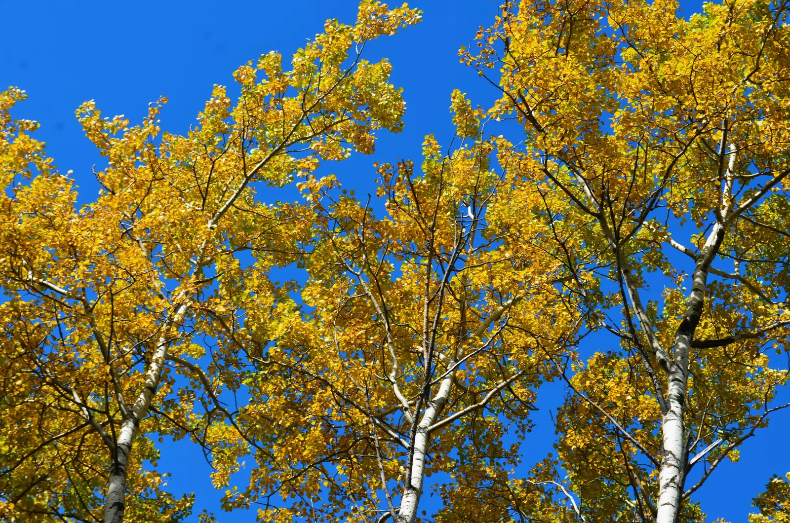 Quaking Aspen (Populus Tremuloides) — creating groves or stands of trees that share a single root network; best suited for USDA zones 2-6, it prefers full sun