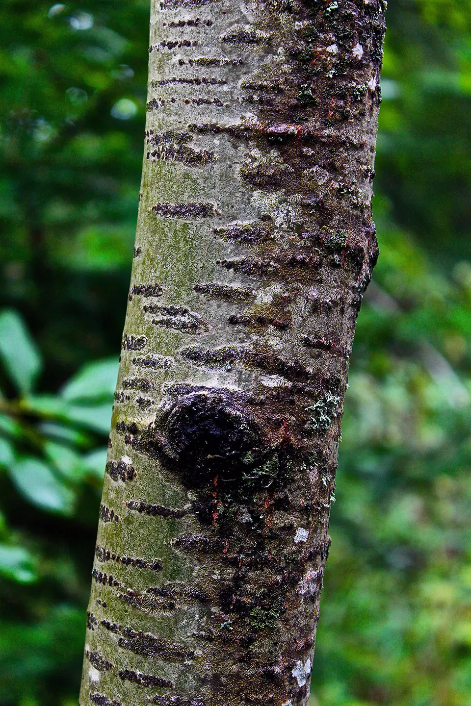 Quaking Aspen (Populus Tremuloides) — often living only 40 to 150 years; which provides year-round visual appeal