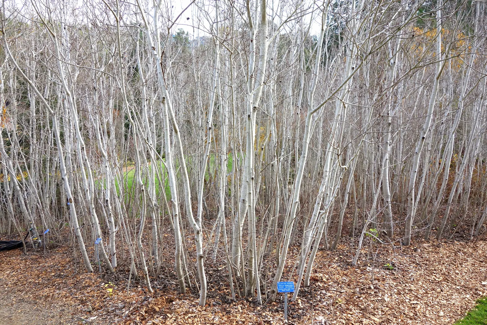Quaking Aspen (Populus Tremuloides) — measuring about 1.5 to 3 inches in diameter; it is also noteworthy that this species is relatively short-lived