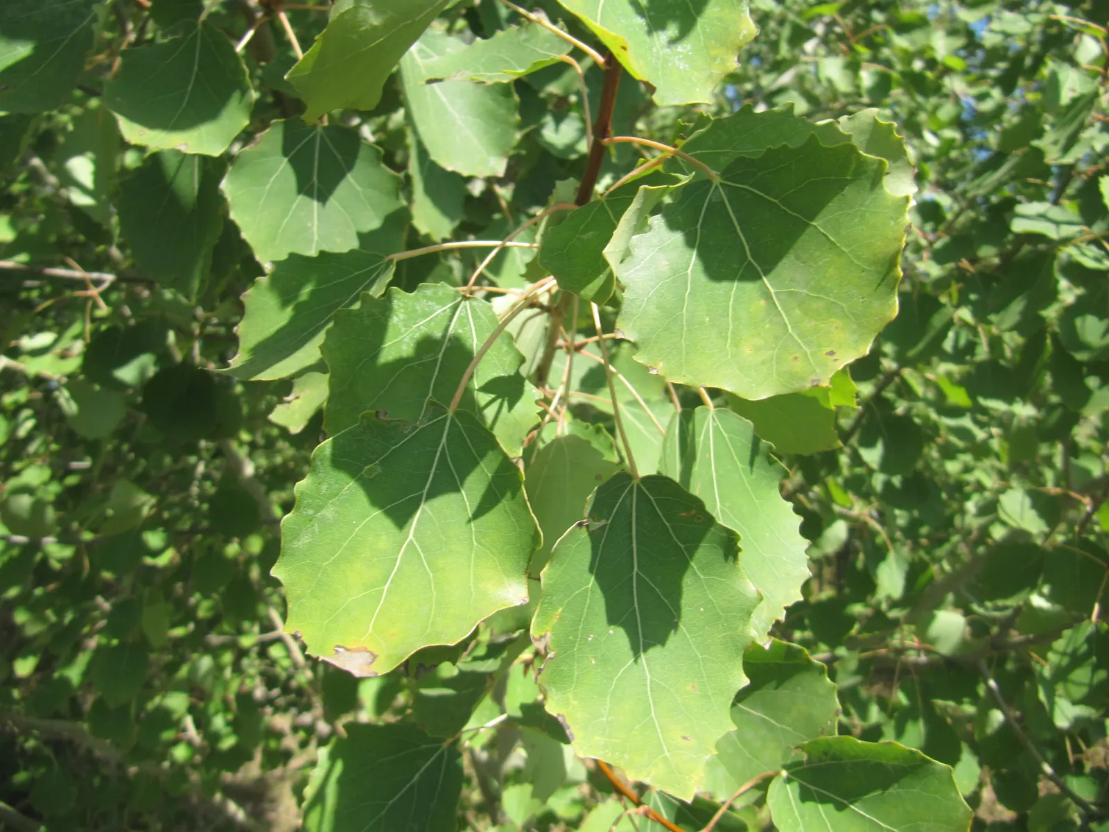 Quaking Aspen (Populus Tremuloides) — especially during winter months when the foliage has dropped; ensure ample space is accounted for in the design to