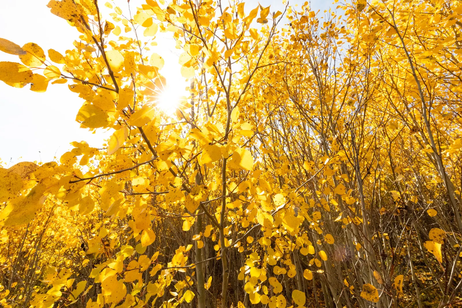 Quaking Aspen (Populus Tremuloides) — it is essential to consider the Quaking Aspen\'s preference for full sun and well-drained soil conditions; this hardy