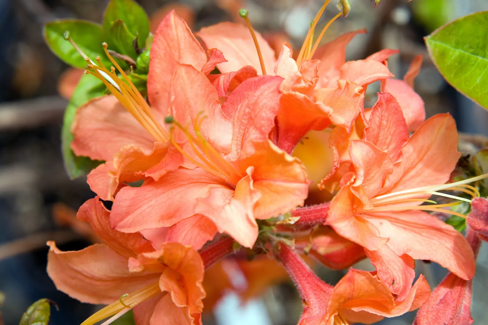 Northern Lights Rhododendron (Rhododendron 'Northern Lights') — This compact variety reaches 4-6 ft in height and width, preferring partial shade and