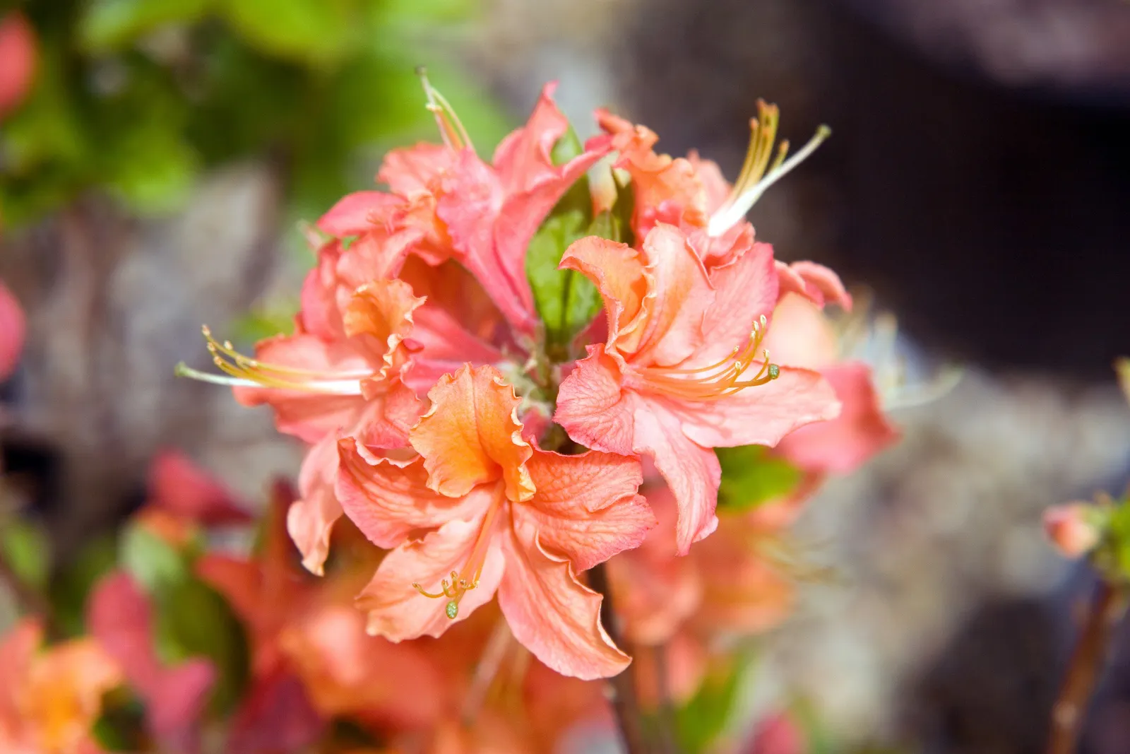 Northern Lights Rhododendron (Rhododendron 'Northern Lights') — It boasts clusters of vibrant pink blooms in spring with a fragrant allure