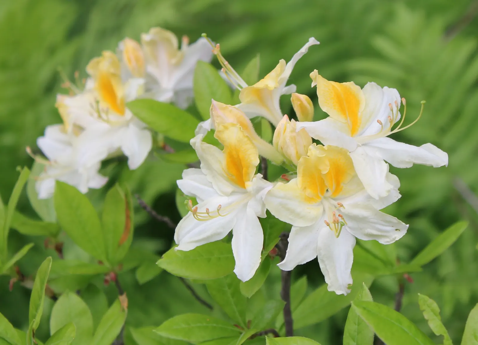 Northern Lights Rhododendron (Rhododendron 'Northern Lights') — Rhododendron 'Northern Lights' is a cold-hardy deciduous shrub, thriving in zones 4-7