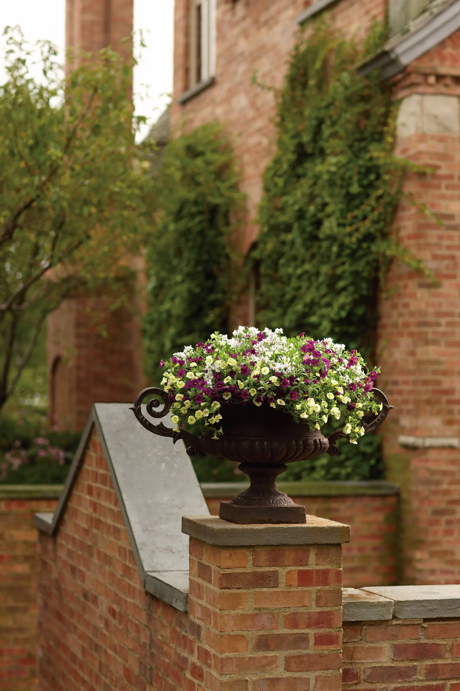 Plum II Calibrachoa — valued for its cascading habit and abundant
