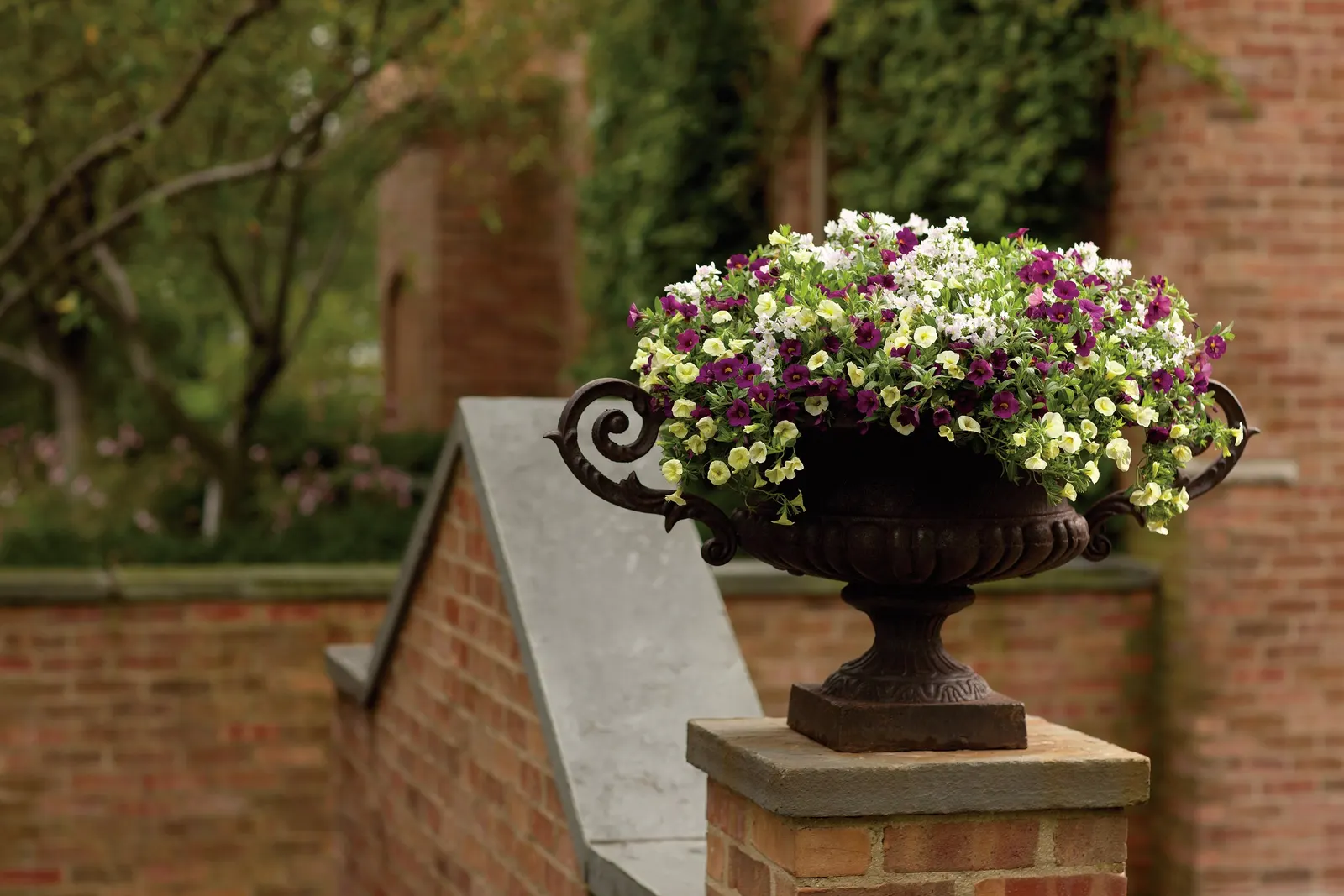 Yellow Chiffon™ Calibrachoa — Superbells are best grown in containers where soil moisture can be more easily controlled