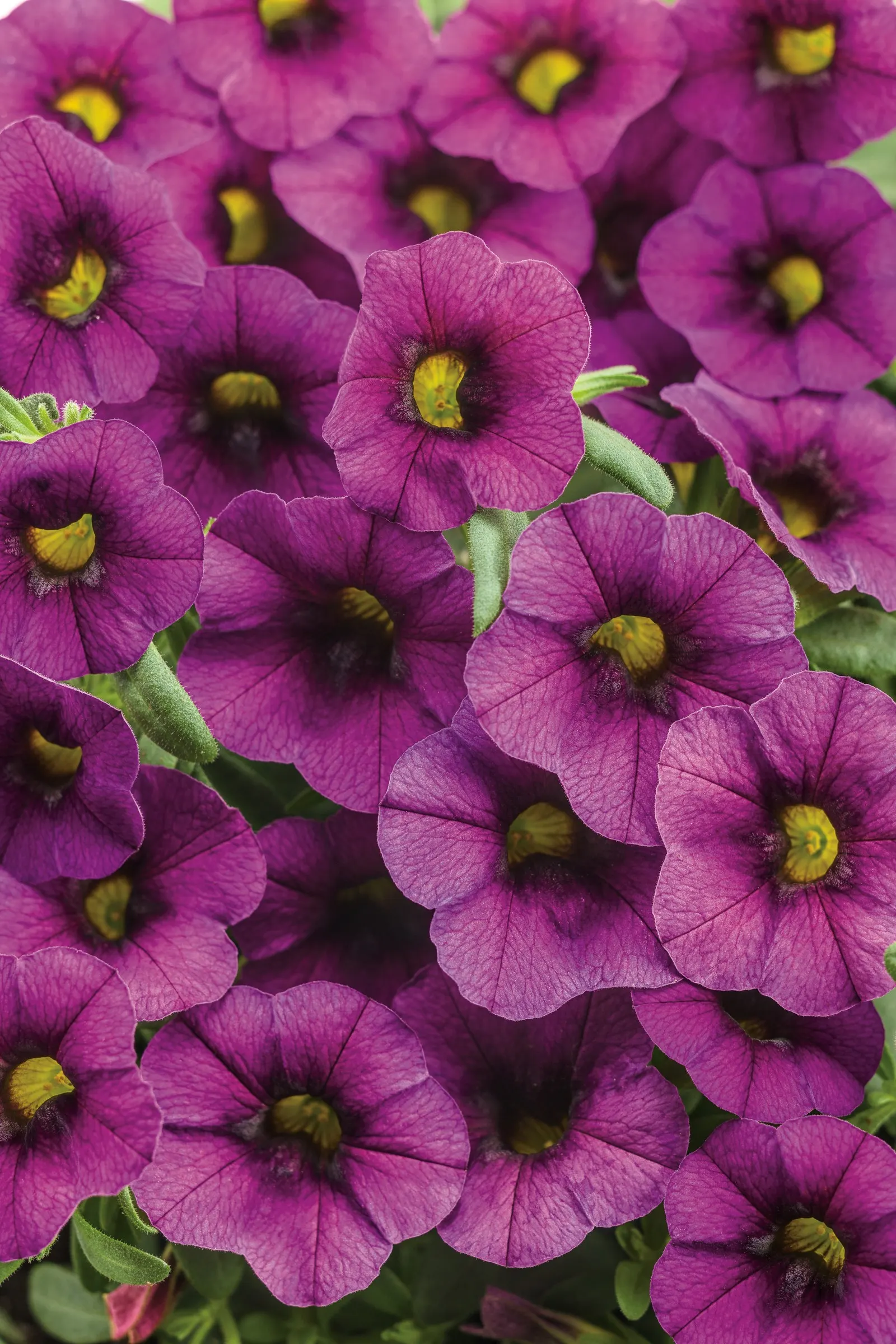 Plum II Calibrachoa — It grows 6-12 inches tall and spreads 12-24 inches; the color reads deep and velvety