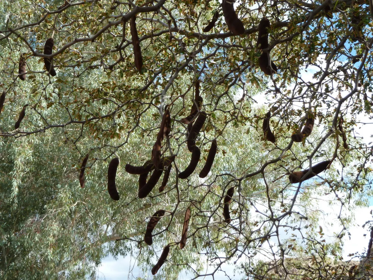 Texas Ebony (Ebenopsis Ebano) — This adaptability, coupled with its drought resistance, makes it ideal for Texas climates or similar regions