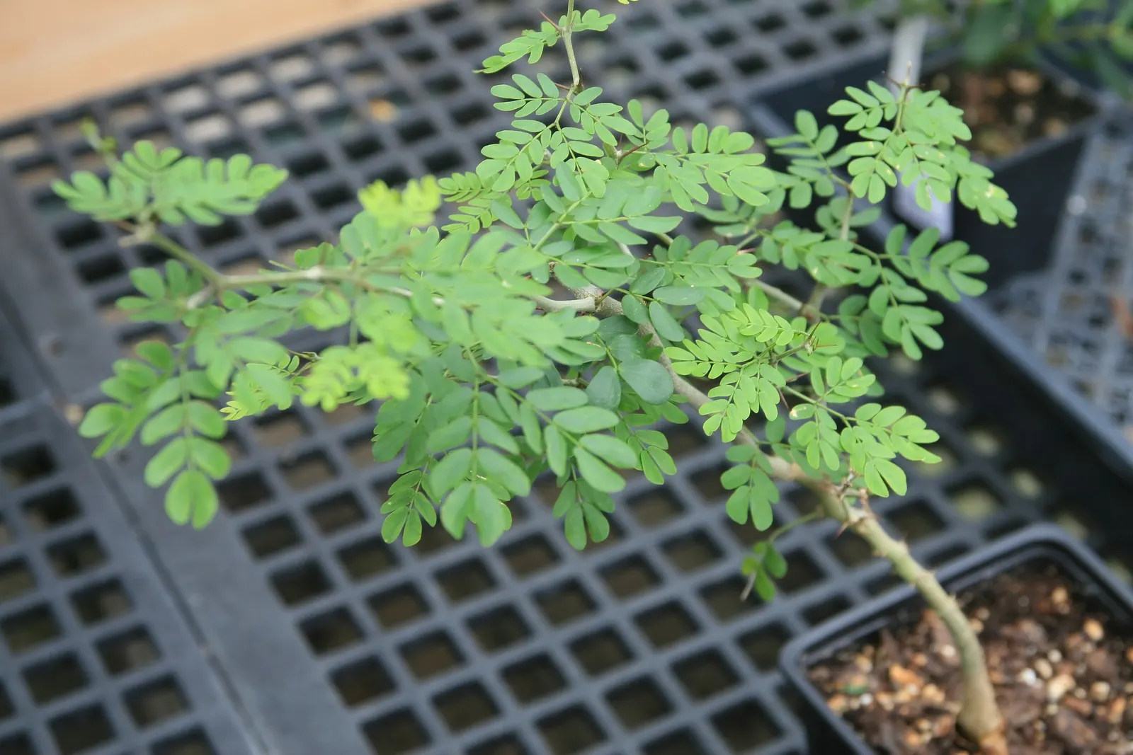 Texas Ebony (Ebenopsis Ebano) — making it a dominant presence in any garden.<br><br>Admired for more than its shade