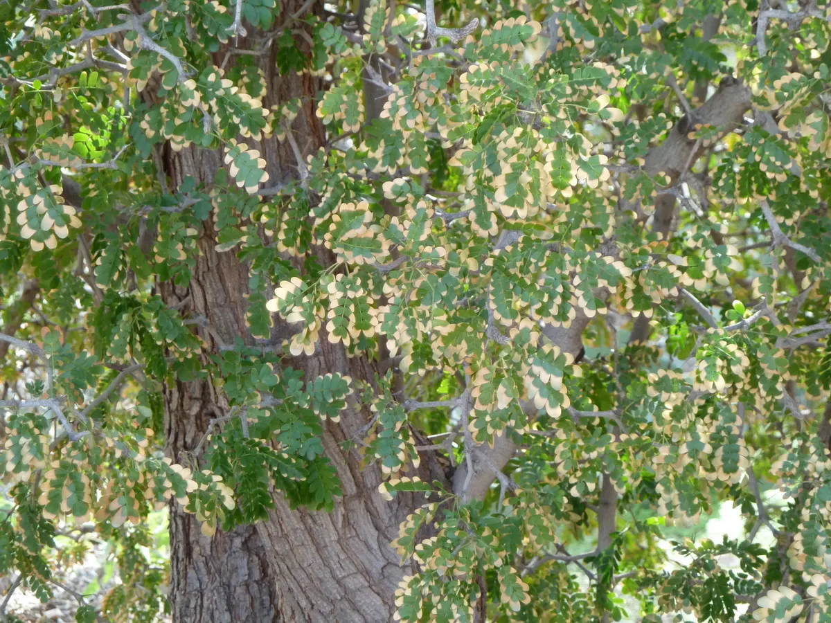 Texas Ebony (Ebenopsis Ebano) — It stands proud at 20-30 feet tall, with a crown spreading equally wide, providing dense, luscious shade