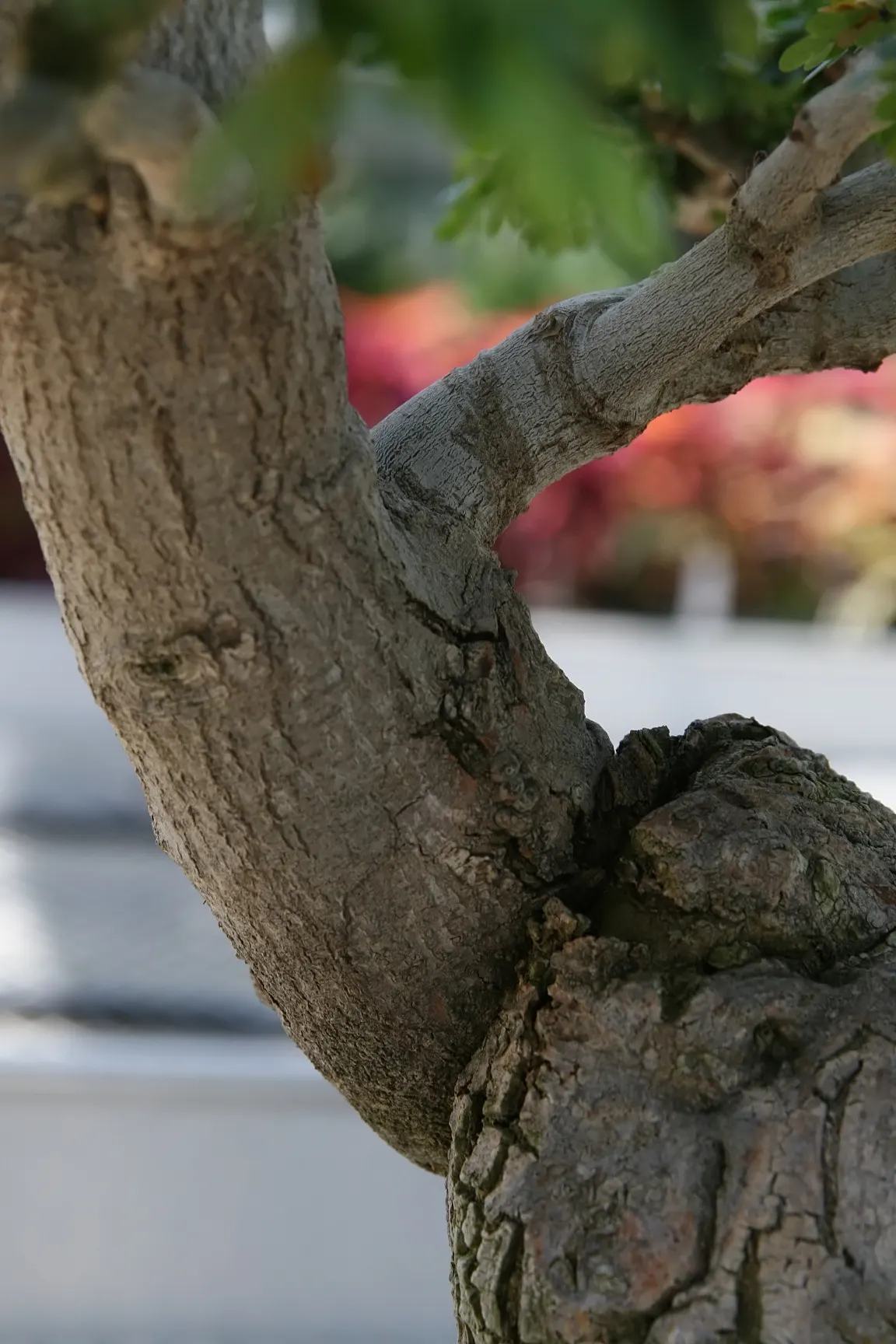 Texas Ebony (Ebenopsis Ebano) — which can extend up to 30 to 40 feet in diameter