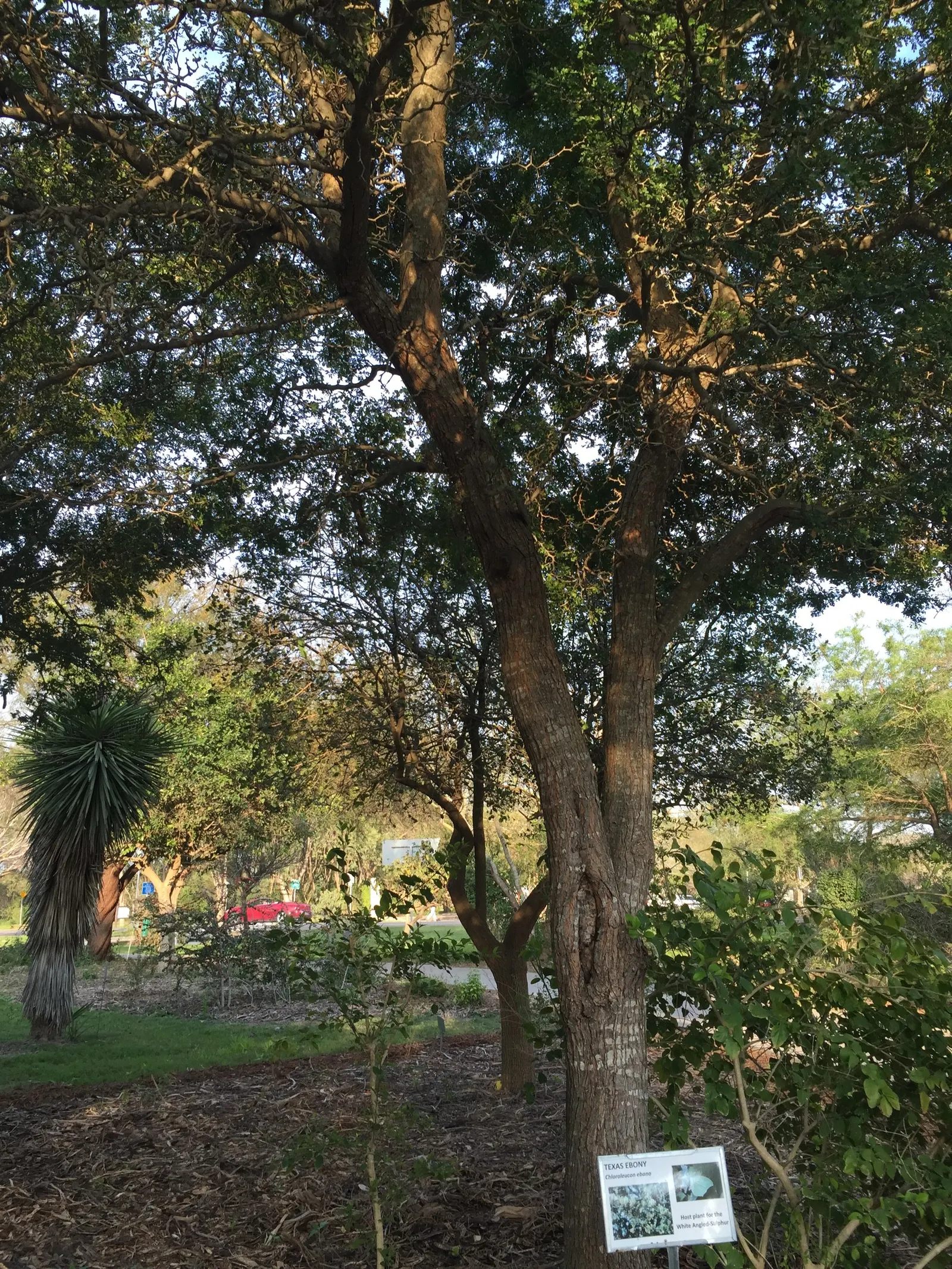 Texas Ebony (Ebenopsis Ebano) — thriving in hot climates with minimal water