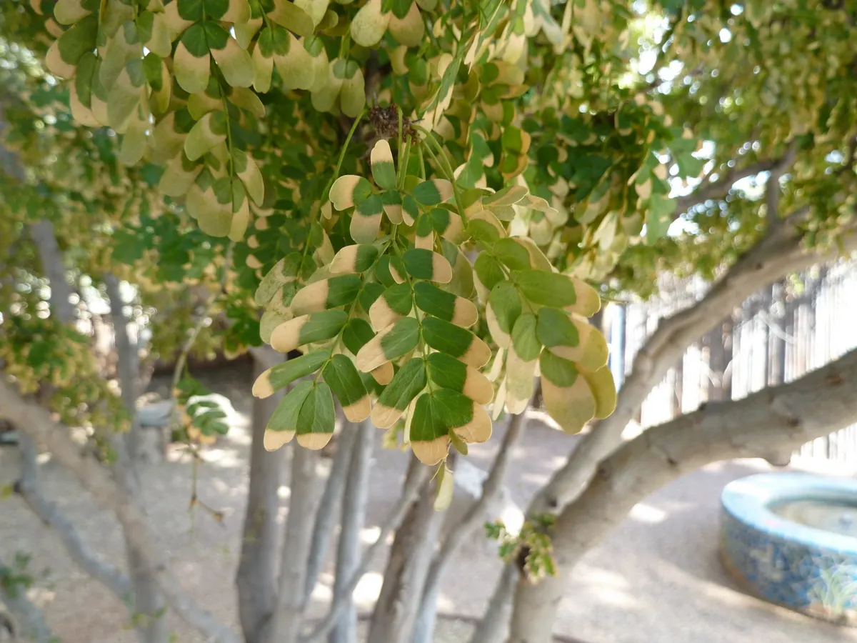 Texas Ebony (Ebenopsis Ebano) — are also considered when planning