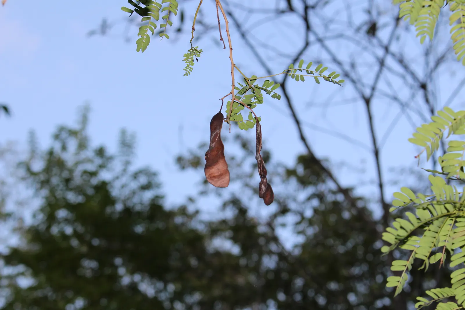 Texas Ebony (Ebenopsis Ebano) — especially for those seeking a sturdy