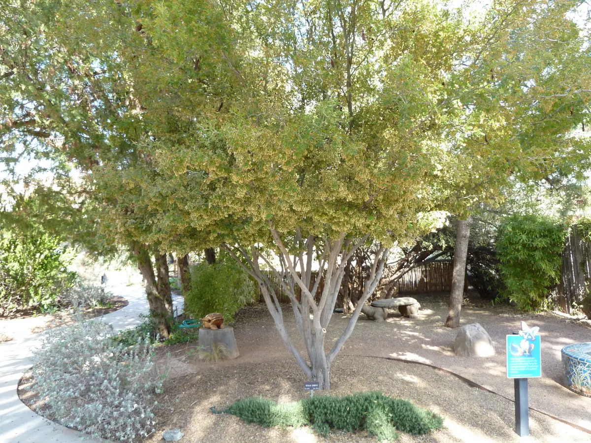 Texas Ebony (Ebenopsis Ebano) — offering a seasonal display that attracts various pollinators