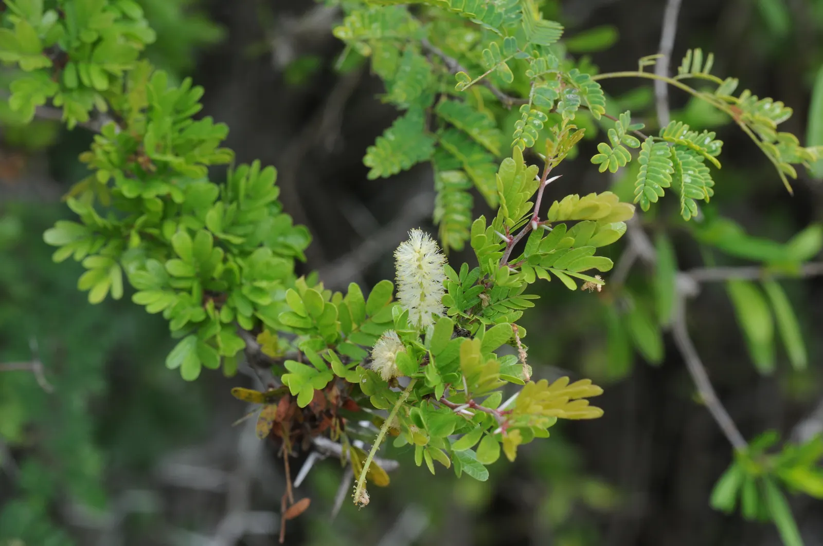 Texas Ebony (Ebenopsis Ebano) — The Texas Ebony (Ebenopsis ebano) is a hardy