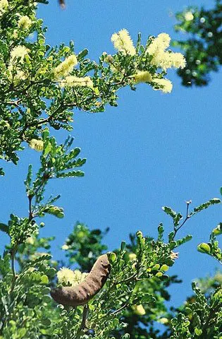 Texas Ebony (Ebenopsis Ebano) — is a highly valued tree in landscape designs