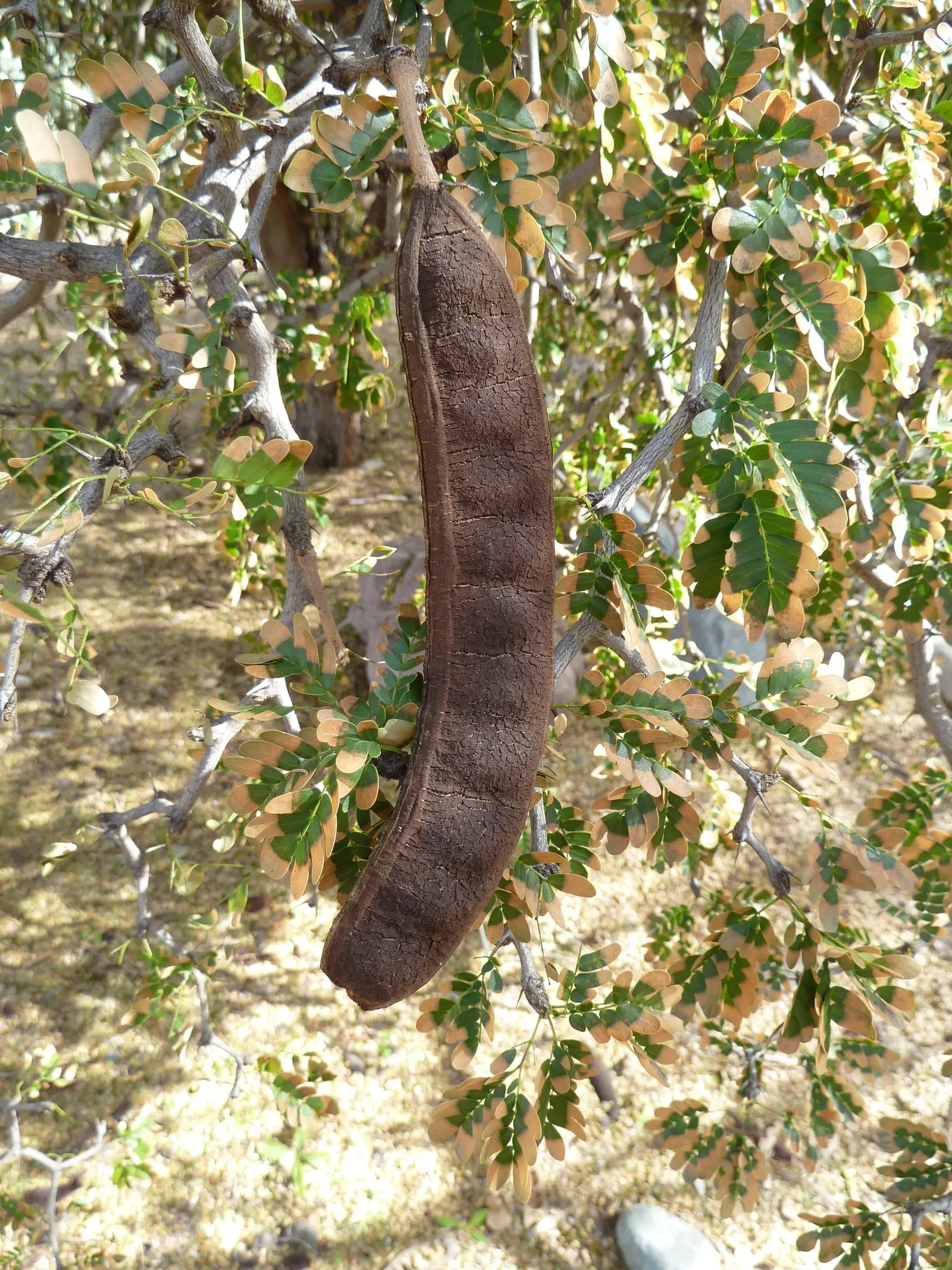 Texas Ebony (Ebenopsis Ebano) — scientifically named Ebenopsis ebano