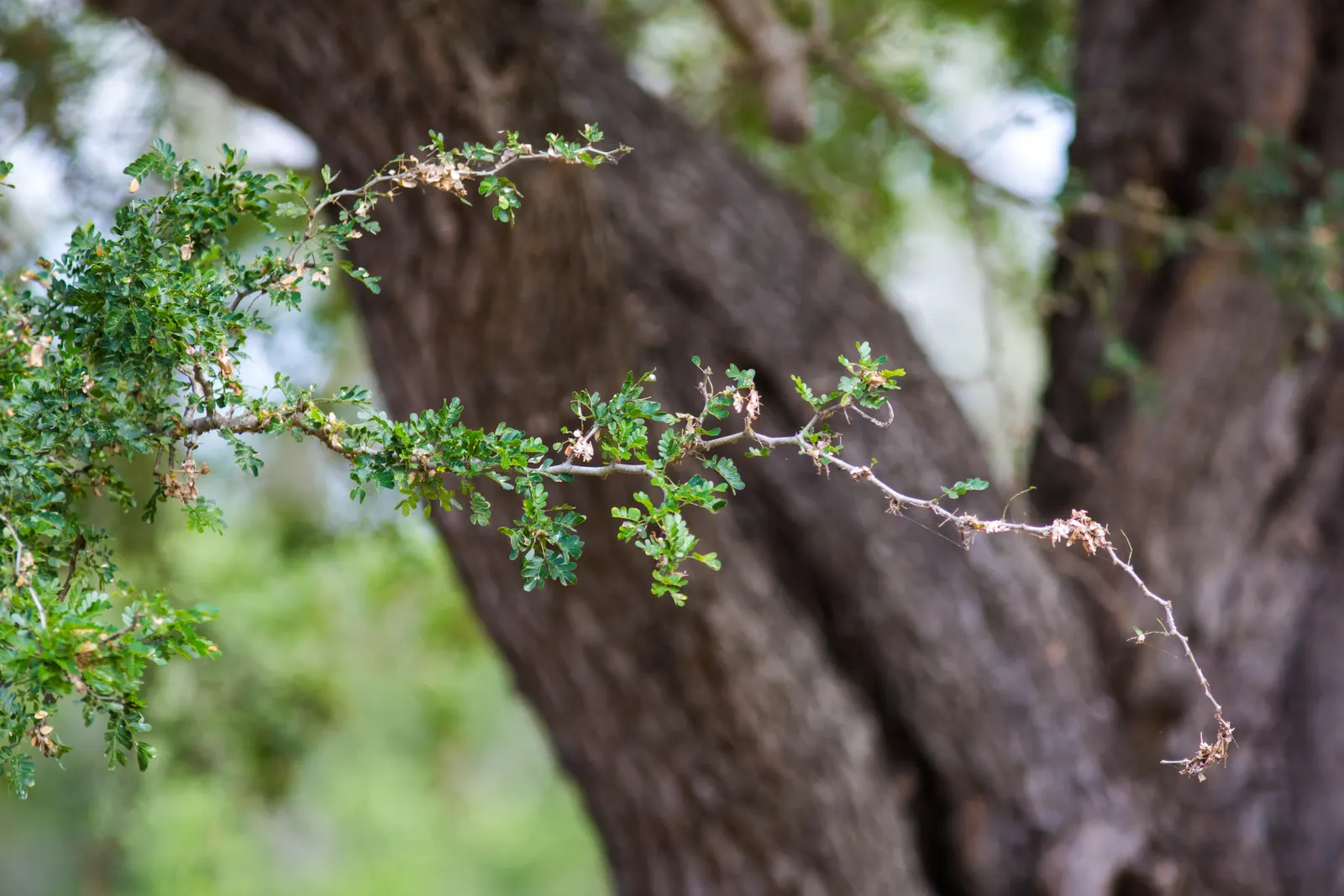 Texas Ebony (Ebenopsis Ebano) — providing excellent shade