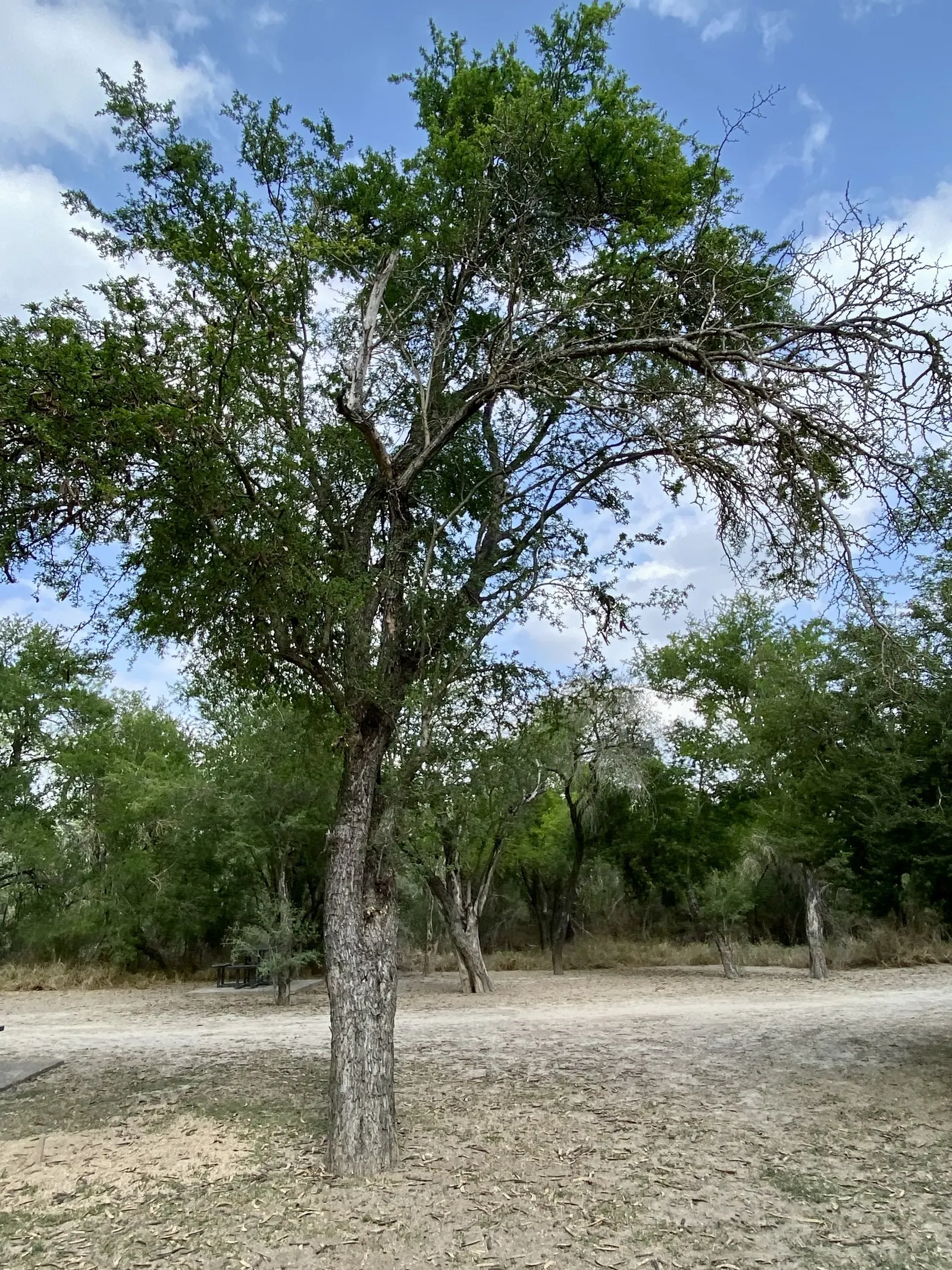 Texas Ebony (Ebenopsis Ebano) — heat-tolerant species with ornamental charm
