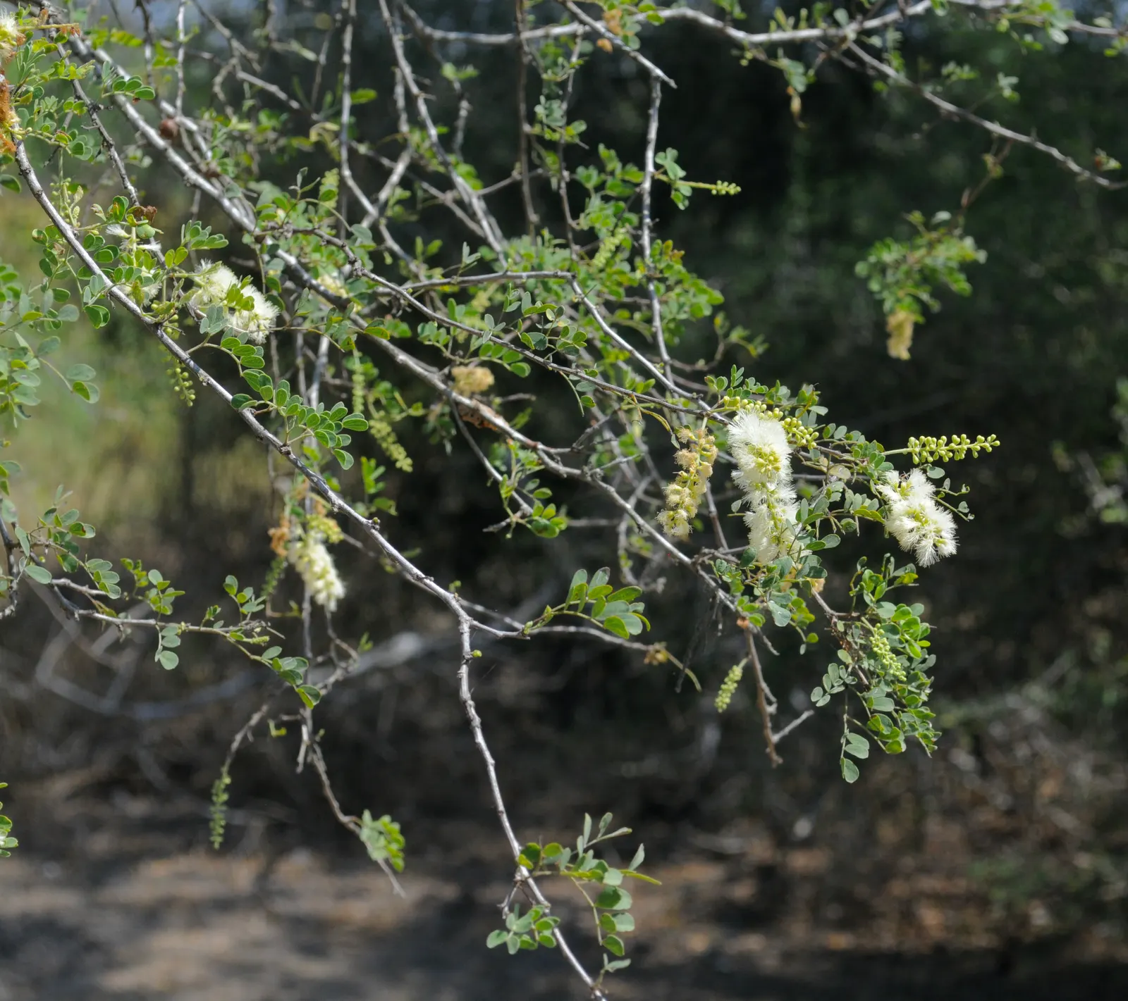 Texas Ebony (Ebenopsis Ebano) — the Texas Ebony boasts fragrant