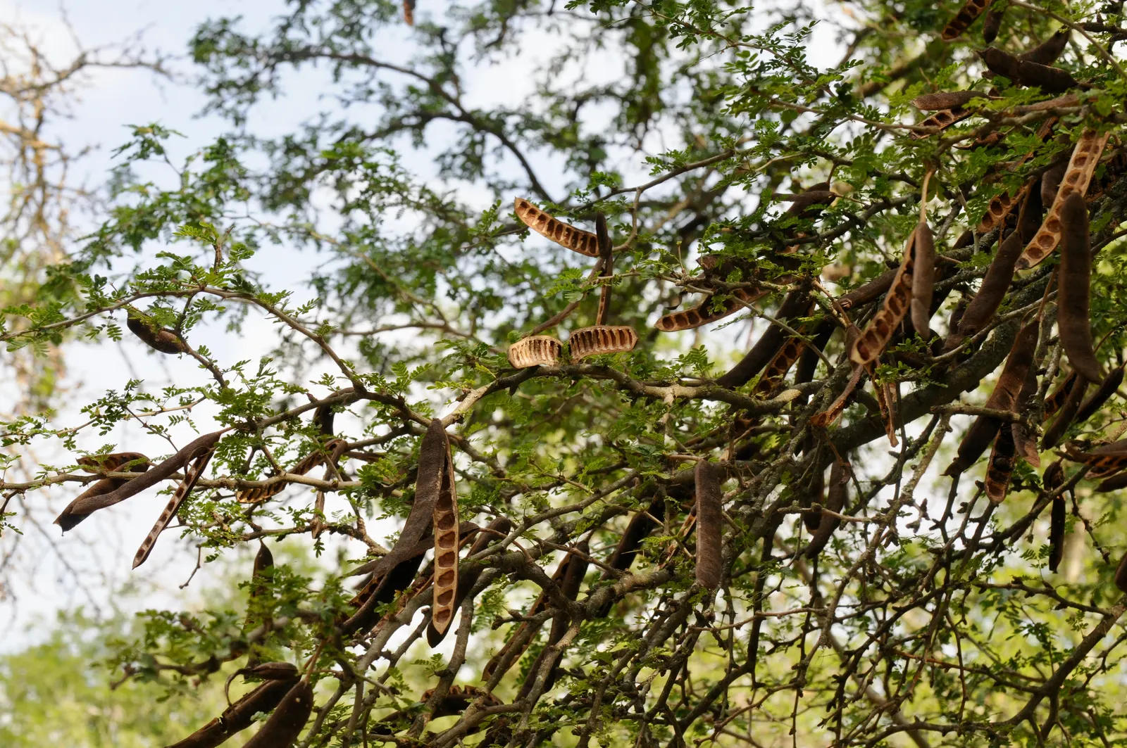 Texas Ebony (Ebenopsis Ebano) — is acclaimed for its dense