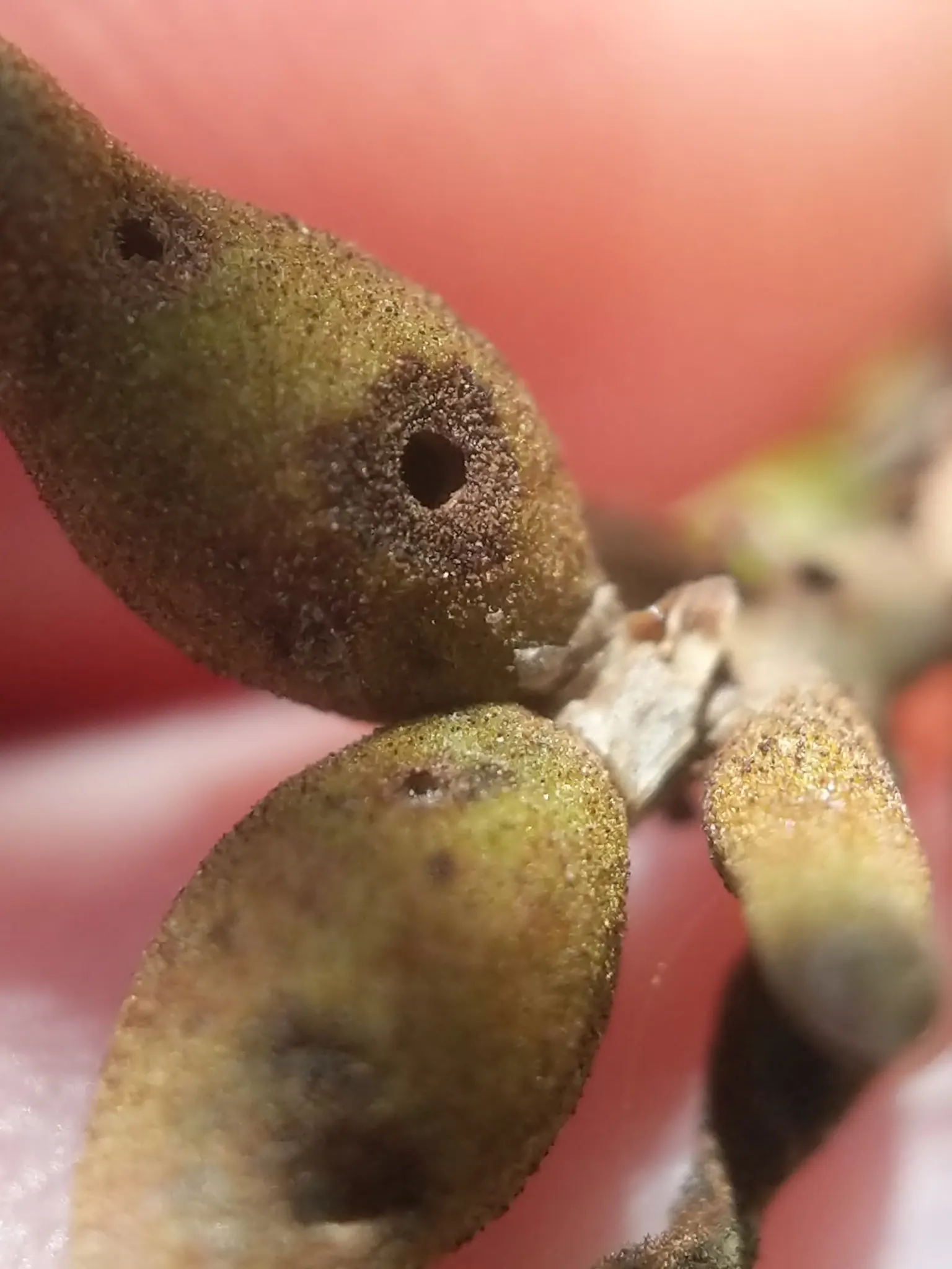 Texas Ebony (Ebenopsis Ebano) — furrowed bark encases lush