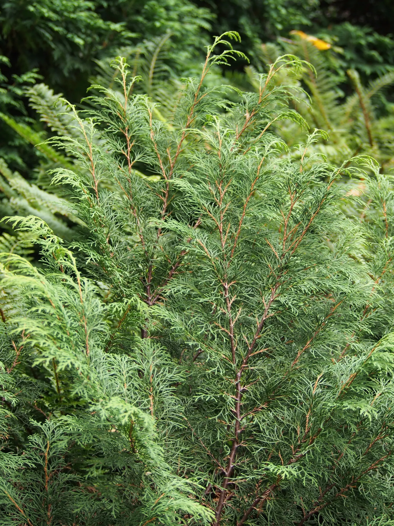 Siberian Carpet Cypress (Microbiota Decussata) — this hardy plant is resilient in USDA hardiness zones 2 through 7