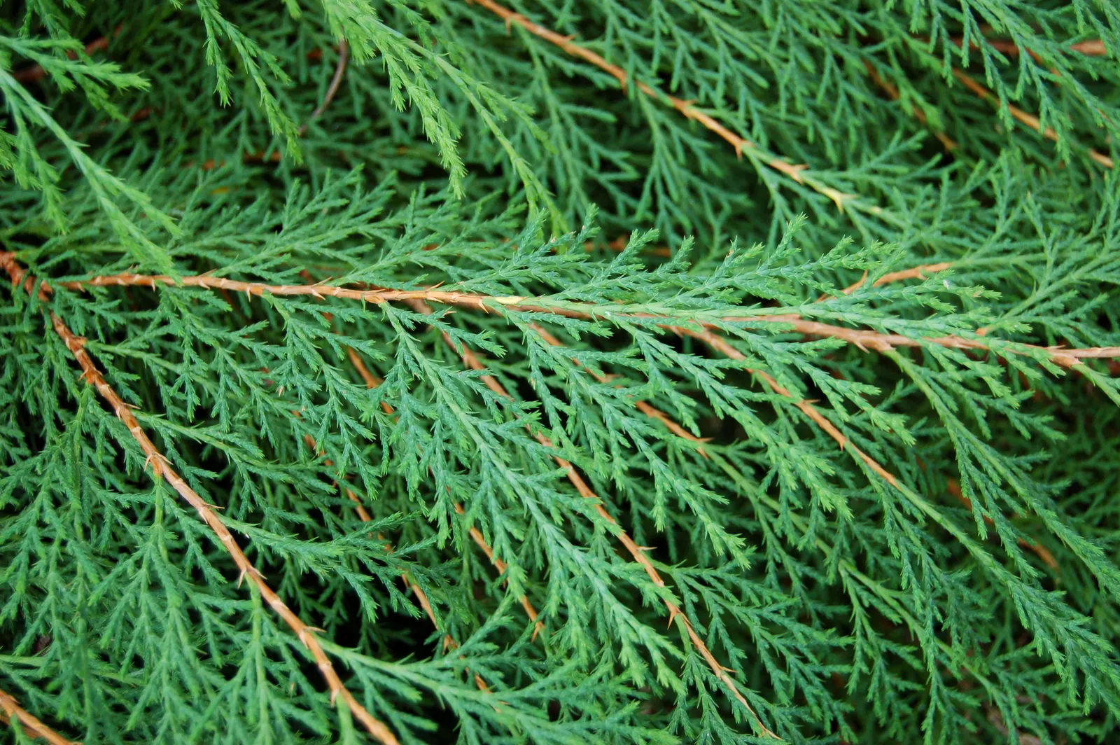 Siberian Carpet Cypress (Microbiota Decussata) — making it an excellent choice for filling large spaces or cascading over retaining walls; reaching a mature