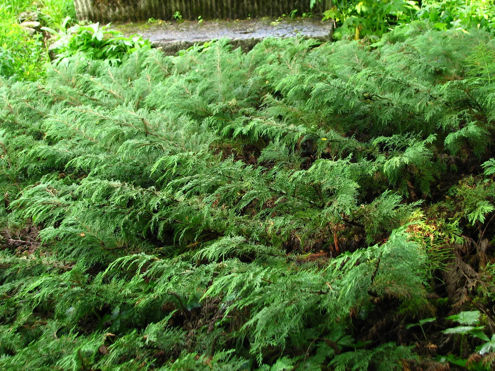 Siberian Carpet Cypress (Microbiota Decussata) — thriving in temperatures as low as -50 degrees Fahrenheit.<br><br>This evergreen shrub spreads, image 32