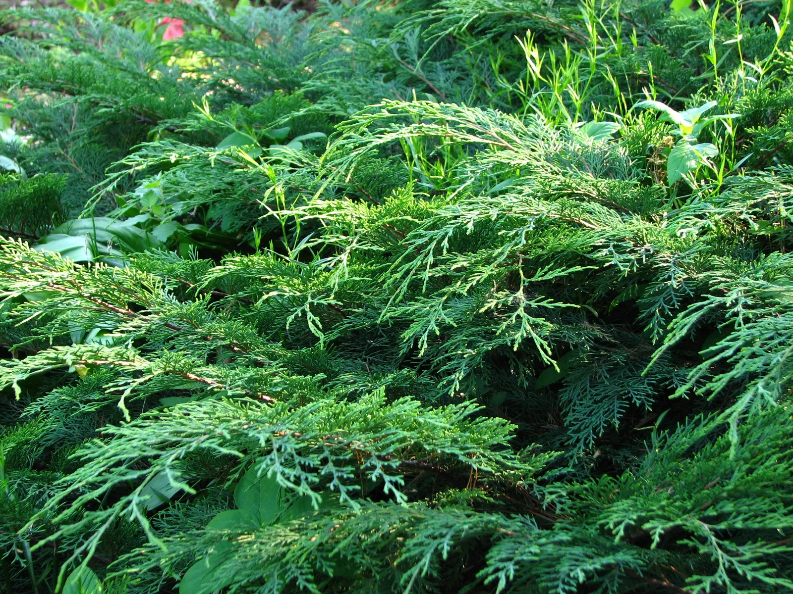 Siberian Carpet Cypress (Microbiota Decussata) — prefers well-drained soil; thriving in temperatures as low as -50 degrees Fahrenheit.<br><br>This evergreen