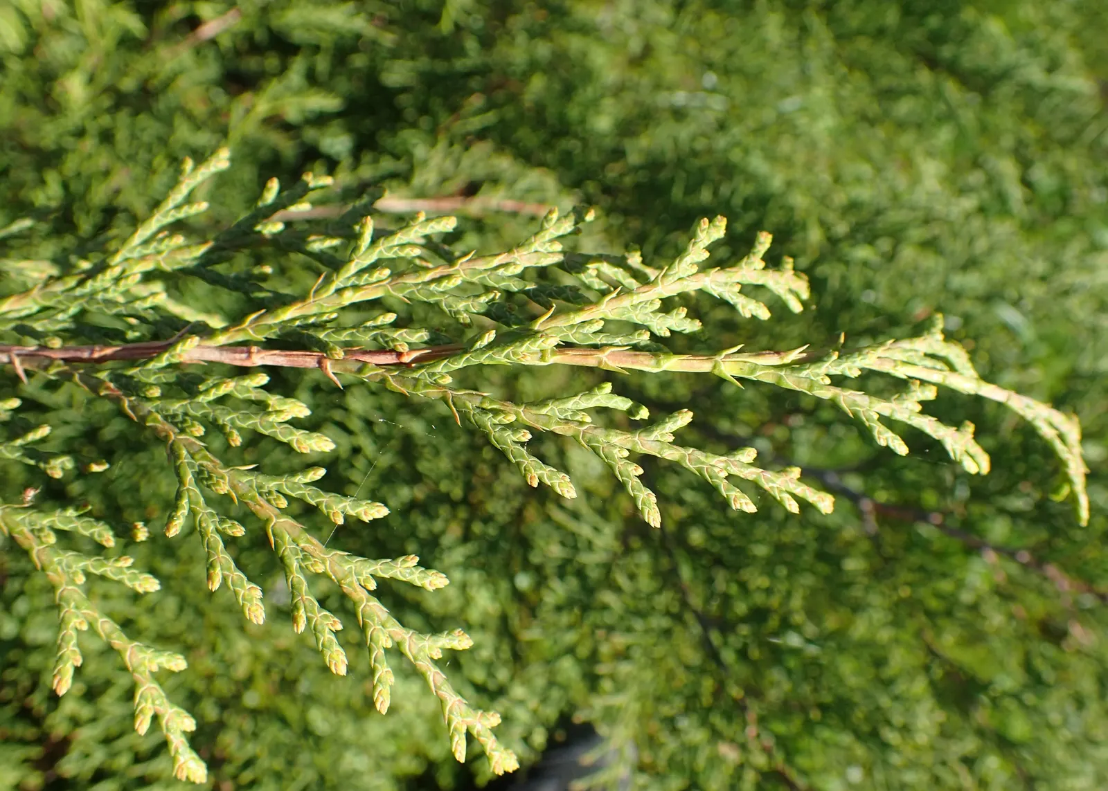 Siberian Carpet Cypress (Microbiota Decussata) — It requires minimal maintenance once established