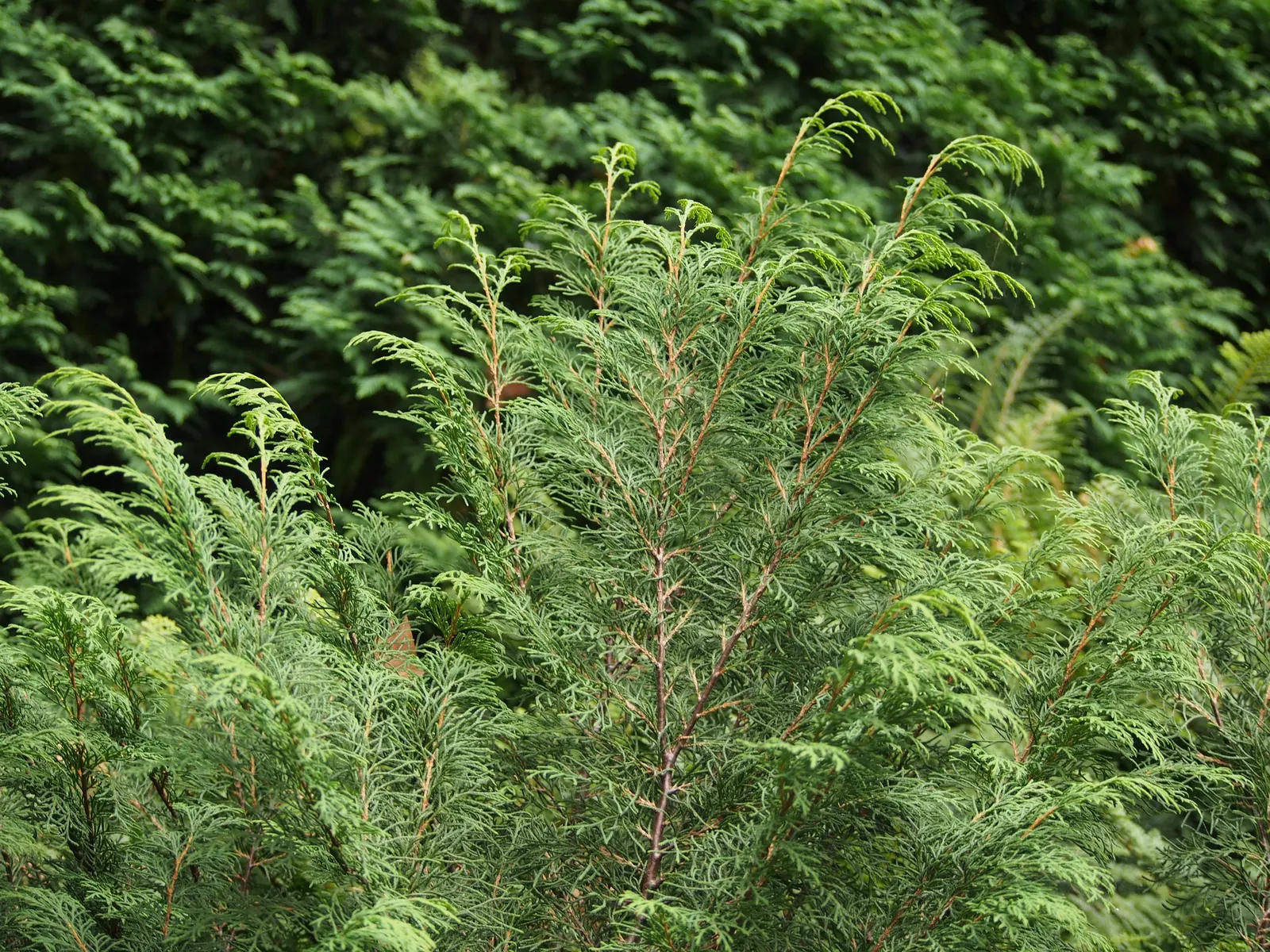 Siberian Carpet Cypress (Microbiota Decussata) — prefers well-drained soil; thriving in temperatures as low as -50 degrees Fahrenheit.<br><br>This, image 43