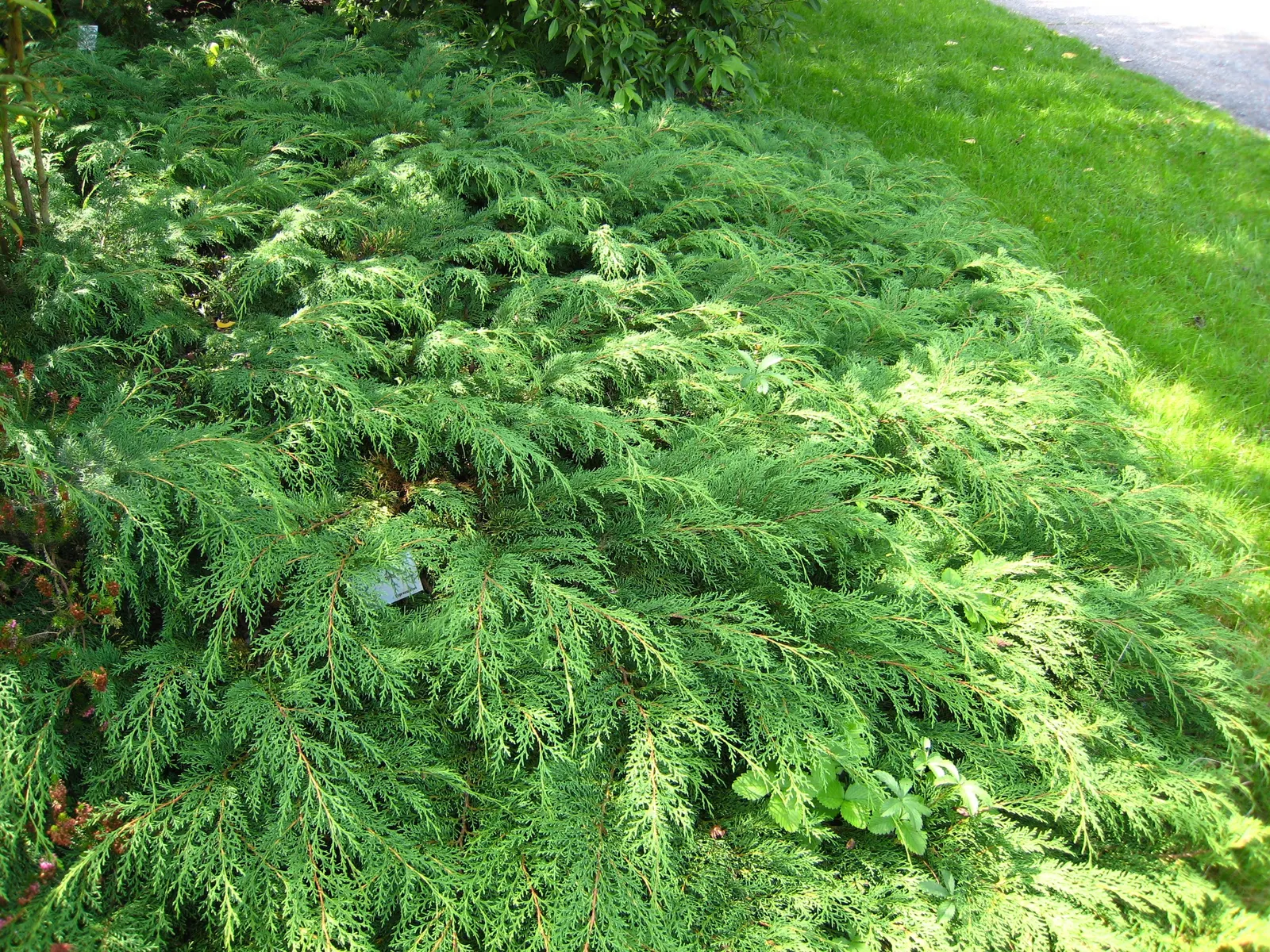 Siberian Carpet Cypress (Microbiota Decussata) — This hardy plant thrives in Zones 2-7