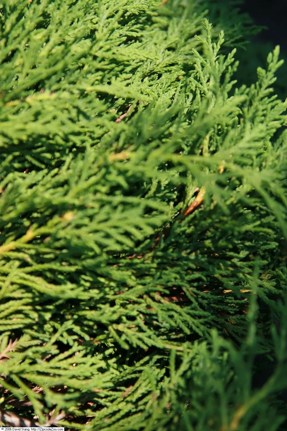 Siberian Carpet Cypress (Microbiota Decussata) — reaching a mature height of only 12 to 18 inches