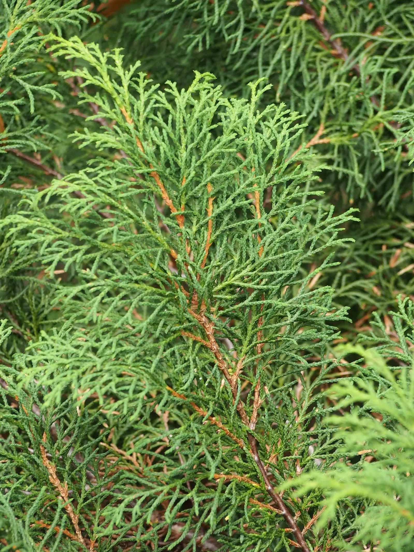 Siberian Carpet Cypress (Microbiota Decussata) — and achieves a mature spread of 5-6 feet with a height of 8-12 inches; commonly known as the Siberian Carpet