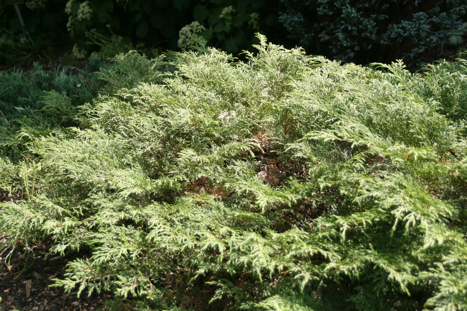 Siberian Carpet Cypress (Microbiota Decussata) — making it an excellent choice for filling large spaces or cascading over retaining walls