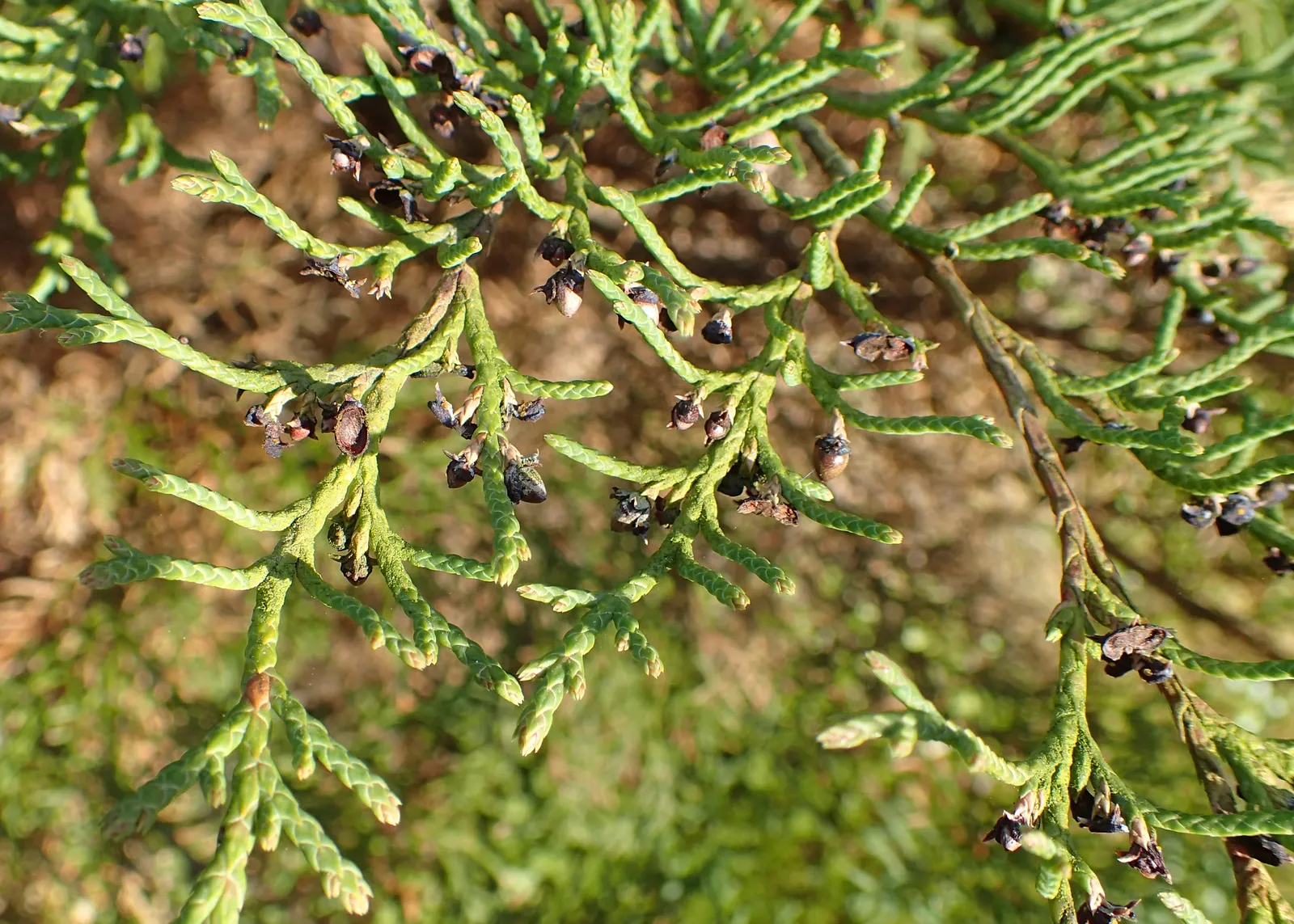 Siberian Carpet Cypress (Microbiota Decussata) — conifer / ground cover / shrub for full or half or shade; making it an excellent choice for filling large