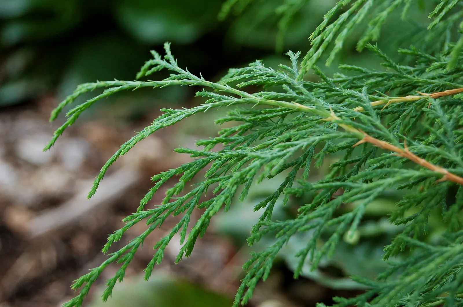 Siberian Carpet Cypress (Microbiota Decussata) — This hardy plant thrives in Zones 2-7; and achieves a mature spread of 5-6 feet with a height of, image 42