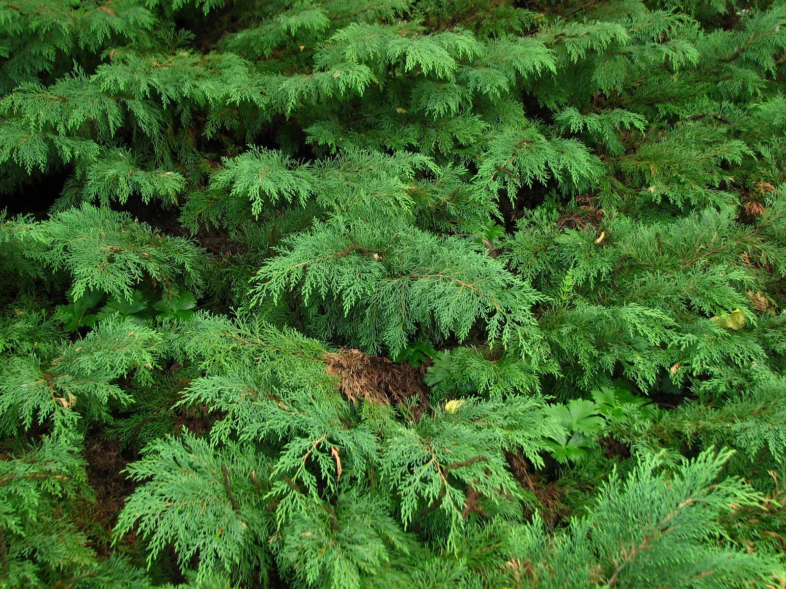 Siberian Carpet Cypress (Microbiota Decussata) — prefers well-drained soil