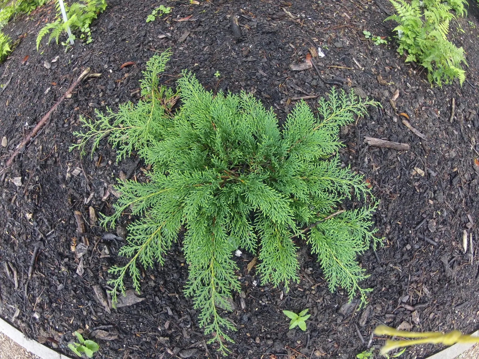 Siberian Carpet Cypress (Microbiota Decussata) — is a low-growing evergreen conifer ideal for ground cover; originating from the harsh climates of Siberia