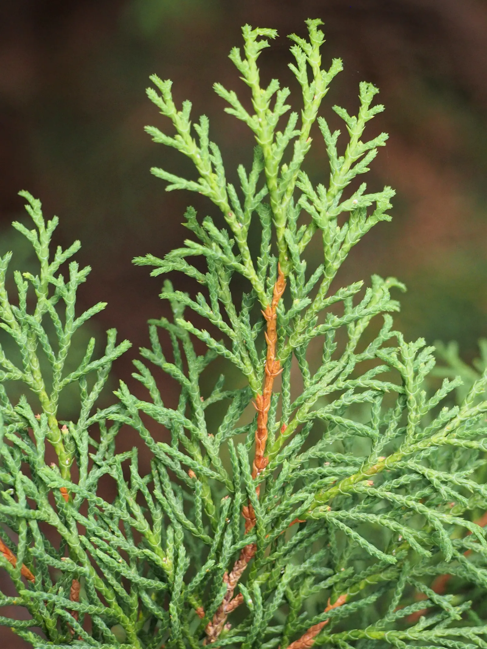 Siberian Carpet Cypress (Microbiota Decussata) — is a remarkable conifer that is ideal for incorporating into landscape designs due to its low-growing