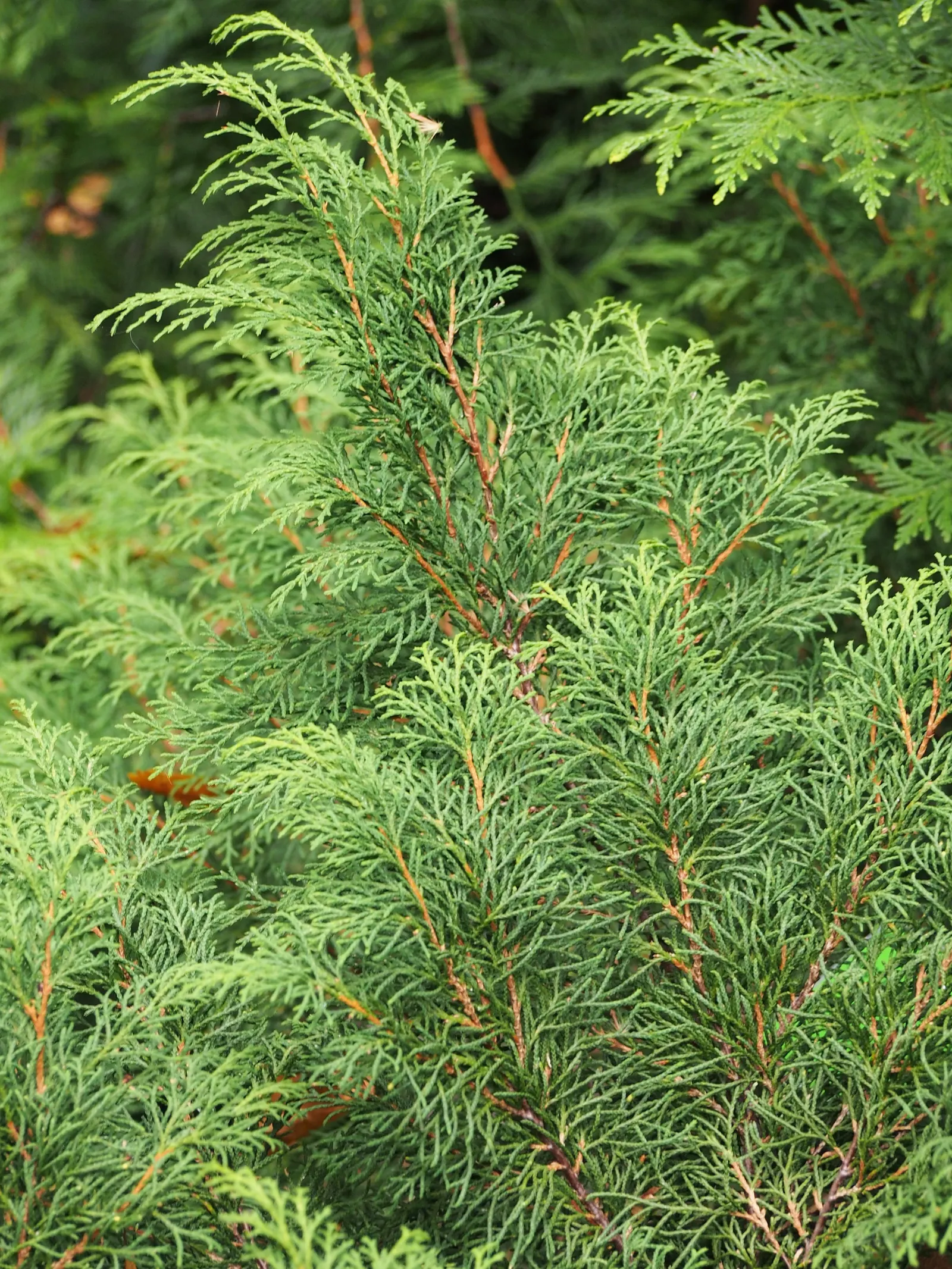 Siberian Carpet Cypress (Microbiota Decussata) — Full sun to partial shade is best for optimal growth