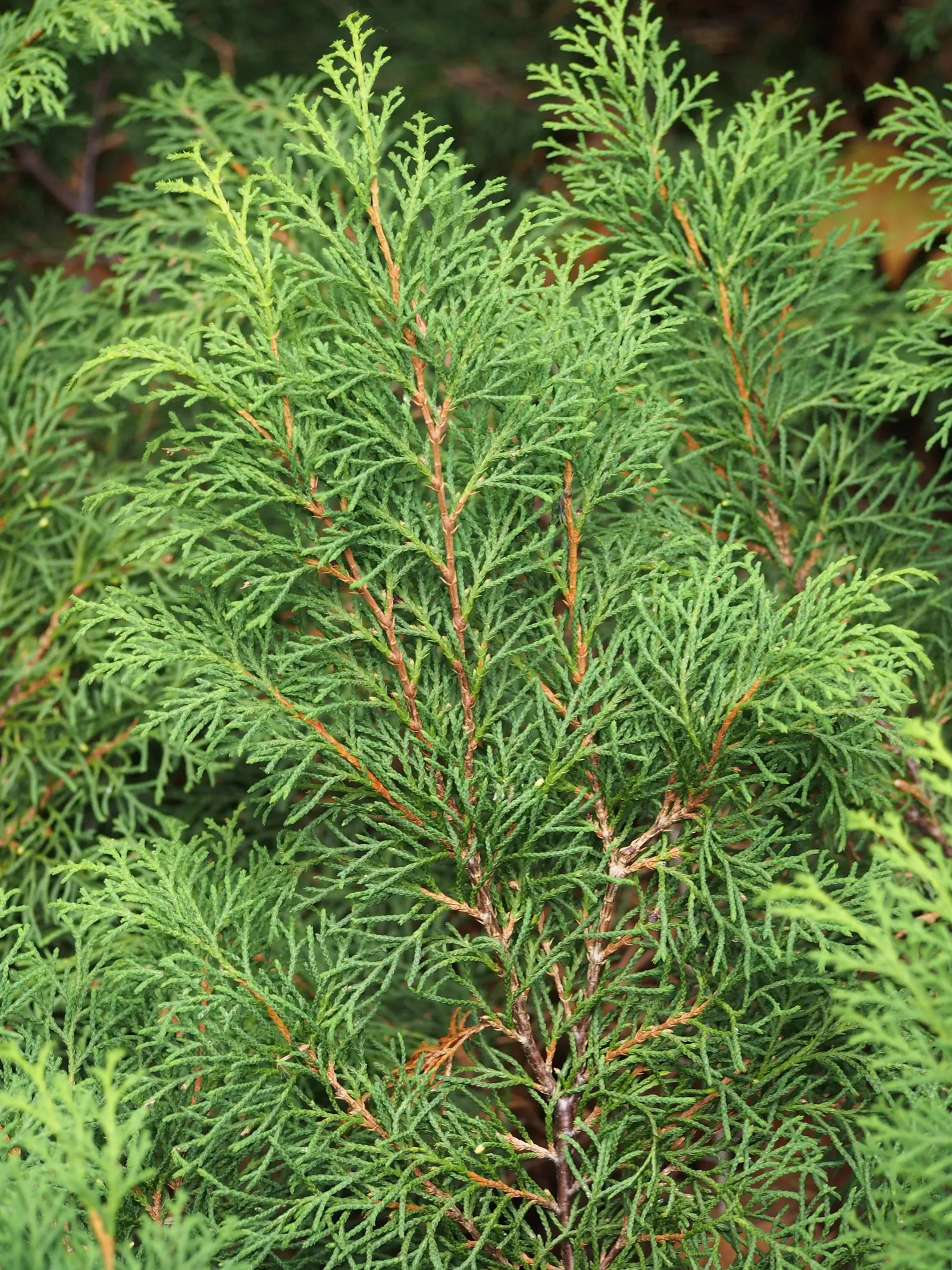 Siberian Carpet Cypress (Microbiota Decussata) — It features soft, feathery foliage that transitions from bright green to bronze in winter