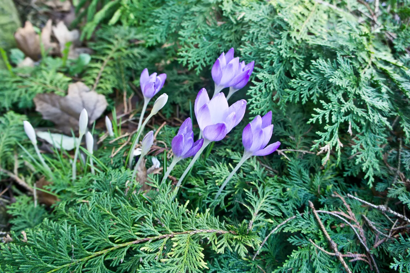 Siberian Carpet Cypress (Microbiota Decussata) — scientifically called Microbiota decussata